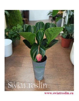 Medynila Wspaniała Flamenco, Medinilla Magnifica Flamenco, rośliny kraków, sklep z roślinami w Krakowie
