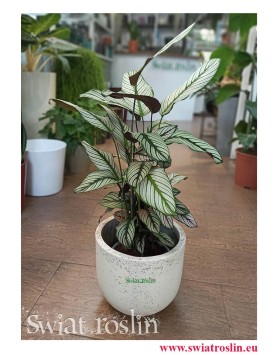 Kalatea White Star, Calathea White Star, Calathea Majestica White Star, Kwiaty rosliny doniczkowe sklep internetowy