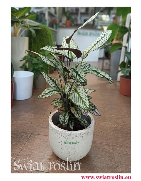 Kalatea White Star, Calathea White Star, Calathea Majestica White Star, Kwiaty rosliny doniczkowe sklep internetowy