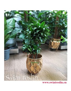 Dracaena Dracgreye, Dracena Dracgreye, Kwiaty doniczkowe, rośliny doniczkowe