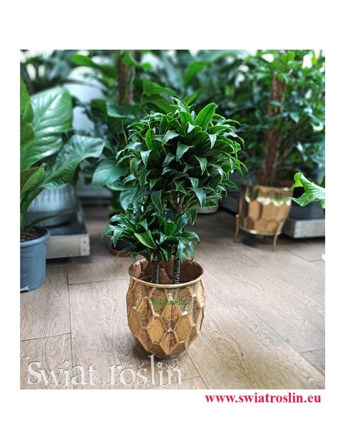 Dracaena Dracgreye, Dracena Dracgreye, Kwiaty doniczkowe, rośliny doniczkowe