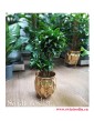 Dracaena Dracgreye, Dracena Dracgreye, Kwiaty doniczkowe, rośliny doniczkowe