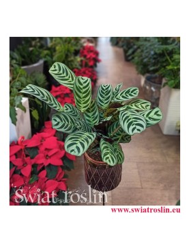 Kwiaty doniczkowe, rosliny doniczkowe, Ctenanthe Burle Marxii, Ktenante Burle Marxii-