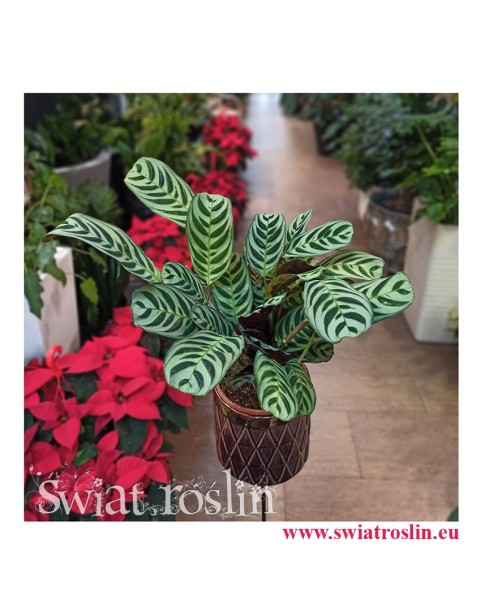 Kwiaty doniczkowe, rosliny doniczkowe, Ctenanthe Burle Marxii, Ktenante Burle Marxii-