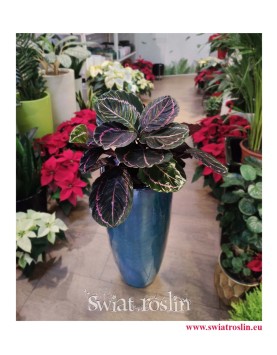 kwiaty doniczkowe, rośliny doniczkowe, Calathea Dottie, Kalatea Dottie