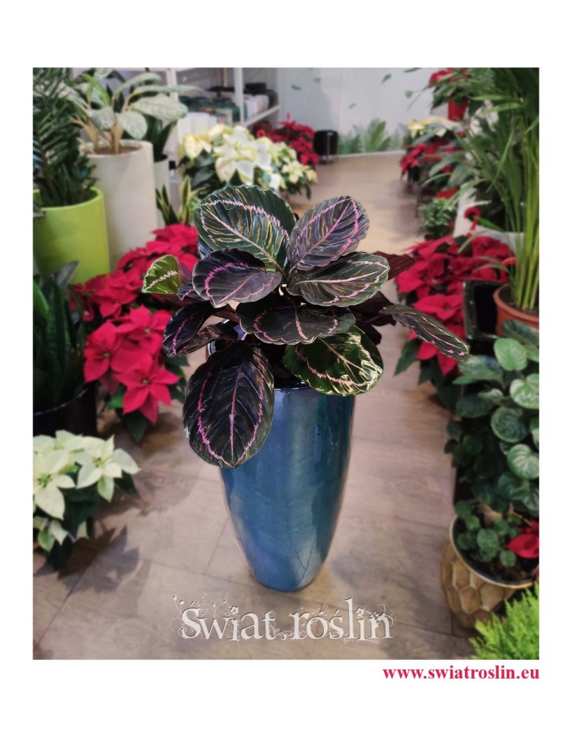 kwiaty doniczkowe, rośliny doniczkowe, Calathea Dottie, Kalatea Dottie