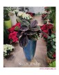 kwiaty doniczkowe, rośliny doniczkowe, Calathea Dottie, Kalatea Dottie