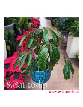 Rośliny doniczkowe, Rośliny Kraków, Begonia Luxurians, Ukośnica, rośliny na zielony parapet