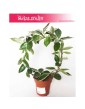 Hoja Australijska Albomarginata, Hoya Australis Albomarginata, Hoya Albomarginata, Hoja Albomarginata, Woskownica 4