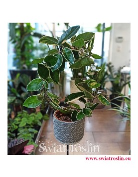 Hoja Australijska Albomarginata, Hoya Australis Albomarginata, rosliny doniczkowe Kraków