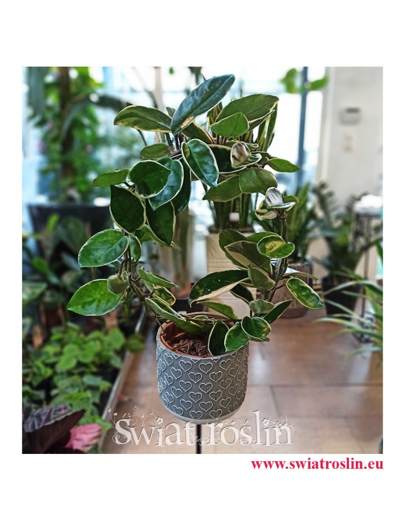 Hoja Australijska Albomarginata, Hoya Australis Albomarginata, rosliny doniczkowe Kraków