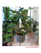 Hoja Australijska Albomarginata, Hoya Australis Albomarginata, rosliny doniczkowe Kraków