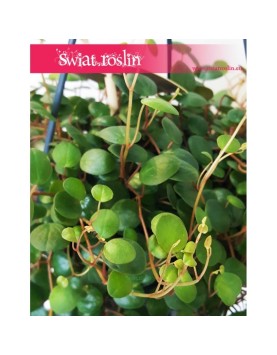 Peperomia Pepperspot, Peperomia Prostrata Pepperspot, Pieprzówka Pepperspot 2