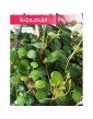 Peperomia Pepperspot, Peperomia Prostrata Pepperspot, Pieprzówka Pepperspot 2