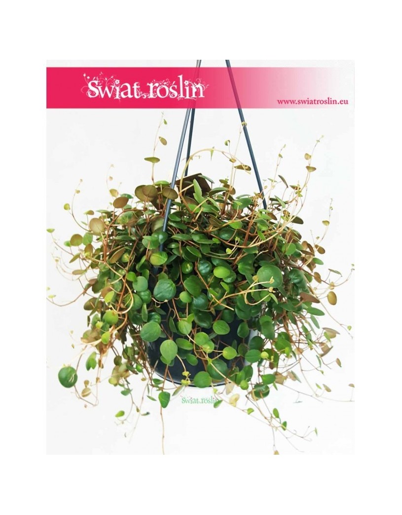 Peperomia Pepperspot, Peperomia Prostrata Pepperspot, Pieprzówka Pepperspot