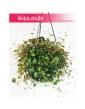 Peperomia Pepperspot, Peperomia Prostrata Pepperspot, Pieprzówka Pepperspot