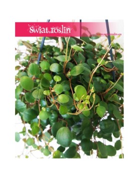 Peperomia Pepperspot, Peperomia Prostrata Pepperspot, Pieprzówka Pepperspot 3