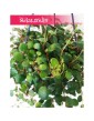 Peperomia Pepperspot, Peperomia Prostrata Pepperspot, Pieprzówka Pepperspot 3