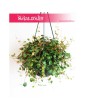 Peperomia Pepperspot, Peperomia Prostrata Pepperspot, Pieprzówka Pepperspot 4