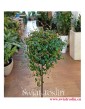 Peperomia prostrata pepperspot, Pieprzówka pepperspot, popularne rosliny, modne rośliny, pnącza sklep, rośliny na parapet
