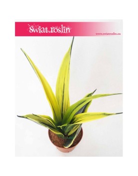 Sansevieria trifasciata Golden Flame, Sansewieria Golden Flame, Wężownica roślina, Sansevieria Golden Flame 3