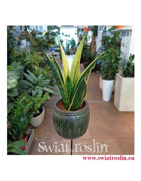 Sansevieria Trifasciata Golden Flame, Sansewieria Trifasciata Golden Flame, modne rośliny, popularne rośliny,