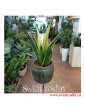 Sansevieria Trifasciata Golden Flame, Sansewieria Trifasciata Golden Flame, modne rośliny, popularne rośliny,