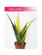 Sansevieria trifasciata Golden Flame, Sansewieria Golden Flame, Wężownica roślina, Sansevieria Golden Flame 4