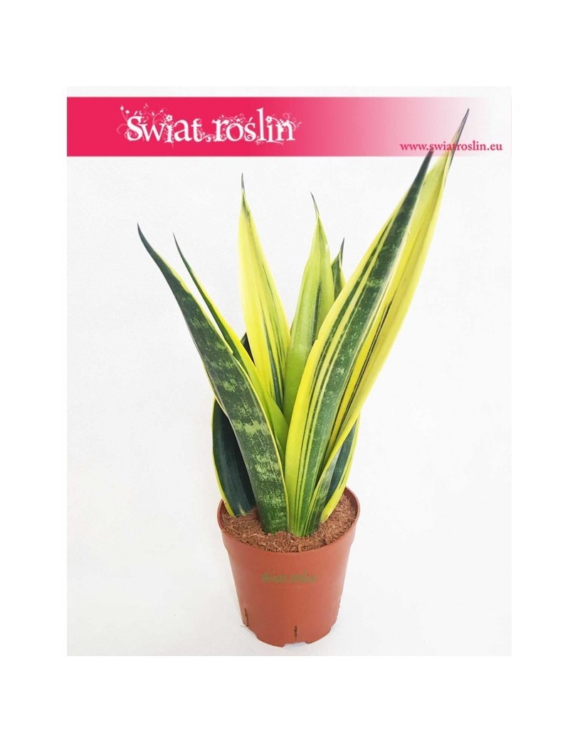 Sansevieria trifasciata Golden Flame, Sansewieria Golden Flame, Wężownica roślina, Sansevieria Golden Flame