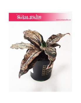 Sansevieria Star Canyon Granite, Sasnewieria Star Canyon Granite, Wężownica Star Canyon Granite, Sanseviera Star Canyon 2
