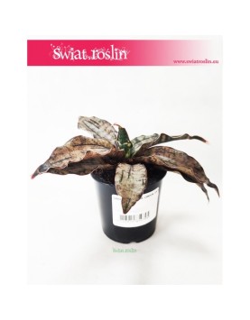 Sansevieria Star Canyon Granite, Sasnewieria Star Canyon Granite, Wężownica Star Canyon Granite, Sanseviera Star Canyon 5