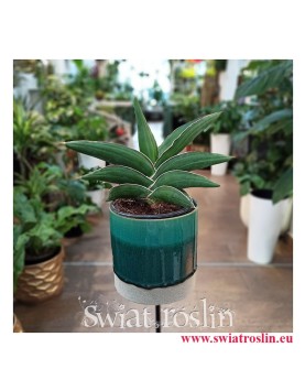 Sansevieria Ehrenbergii Samurai, Sasnewieria Ehrenbergii Samurai, rośliny doniczkowe Kraków
