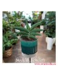 Sansevieria Ehrenbergii Samurai, Sasnewieria Ehrenbergii Samurai, rośliny doniczkowe Kraków