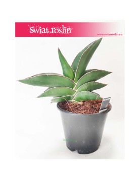 Sansevieria Ehrenbergii Samurai, Sasnewieria Ehrenbergii Samurai, Wężownica Ehrenbergii Samurai, Sanseviera Ehrenbergii  5