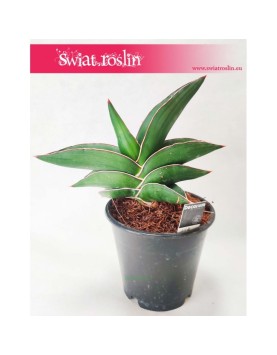 Sansevieria Ehrenbergii Samurai, Sasnewieria Ehrenbergii Samurai, Wężownica Ehrenbergii Samurai, Sanseviera Ehrenbergii