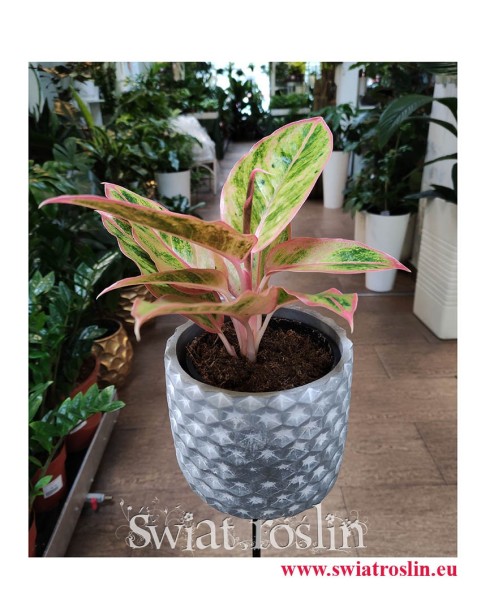 Aglaonema Salmon Fantasy, Aglonema Salmon Fantasy, rośliny na parapet, popularne rośliny