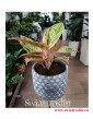 Aglaonema Salmon Fantasy, Aglonema Salmon Fantasy, rośliny na parapet, popularne rośliny