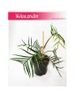 Philodendron Polypodioides Tortum, Filodendron Polypodioides Tortum 2