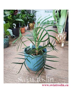 Philodendron Polypodioides Tortum, Filodendron Polypodioides Tortum, modne rosliny, rośliny tropikalne