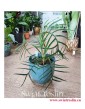 Philodendron Polypodioides Tortum, Filodendron Polypodioides Tortum, modne rosliny, rośliny tropikalne