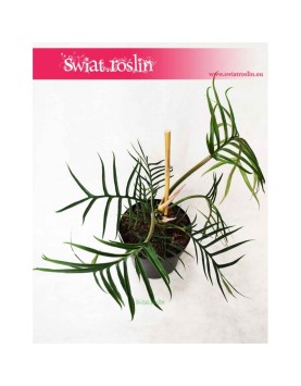 Philodendron Polypodioides Tortum, Filodendron Polypodioides Tortum 3