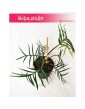 Philodendron Polypodioides Tortum, Filodendron Polypodioides Tortum 3