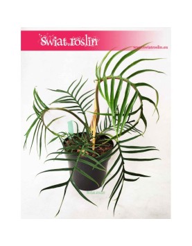 Philodendron Polypodioides Tortum, Filodendron Polypodioides Tortum