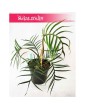 Philodendron Polypodioides Tortum, Filodendron Polypodioides Tortum