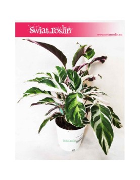 Calathea White Fusion, Kalatea White Fusion
