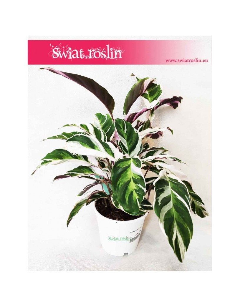 Calathea White Fusion, Kalatea White Fusion