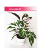 Calathea White Fusion, Kalatea White Fusion