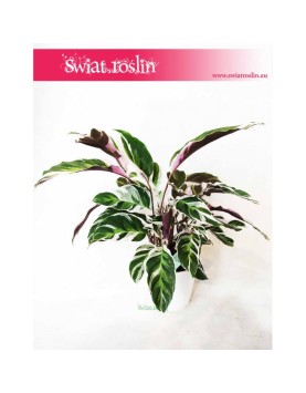 Calathea White Fusion, Kalatea White Fusion 3