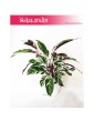 Calathea White Fusion, Kalatea White Fusion 3