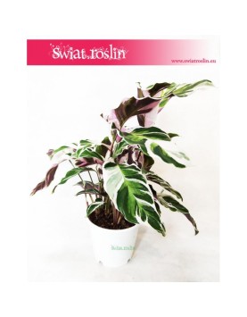 Calathea White Fusion, Kalatea White Fusion 4